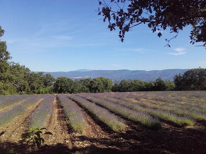 Vue sur les Monts-de-Vaucluse et le Mont-Ventoux
