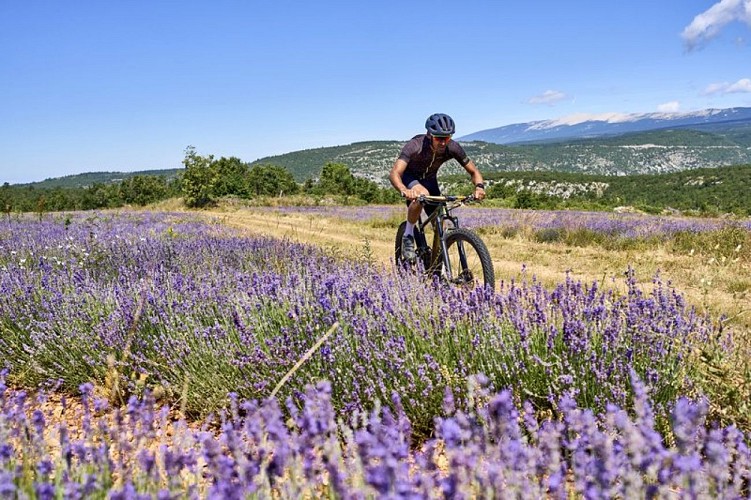 Lavandins et Mont-Ventoux