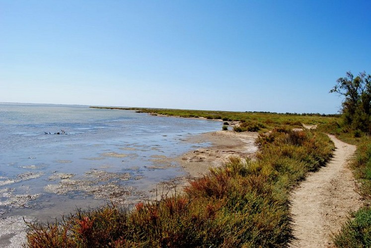 SAINTES- MARIES-DE-LA-MER - Entre les deux bras du Rhône