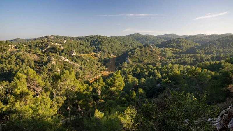 Vue sur le massif forestier depuis le promontoire de Notre-Dame du Château