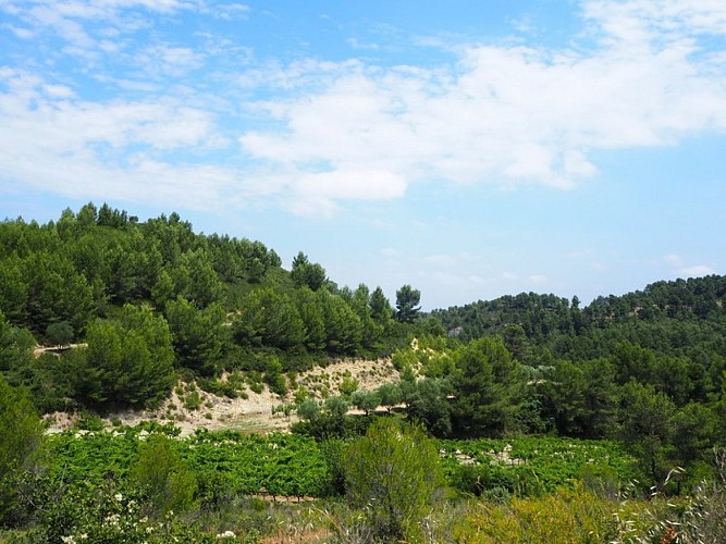 Vue sur les vignes
