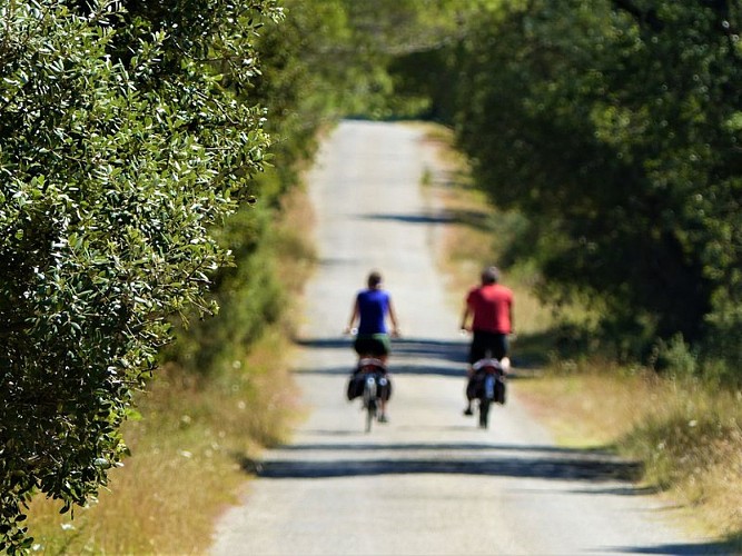 Sur les routes des Alpilles, bordées d'oliviers