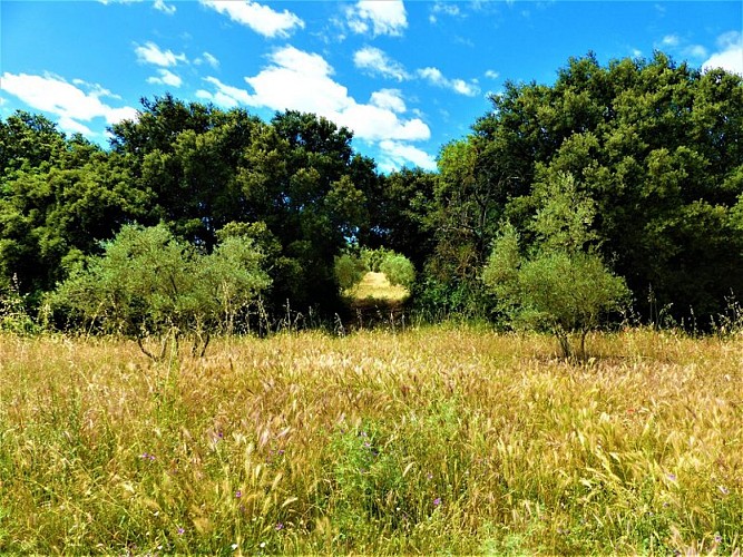 Haie de chênes dans une olivraie