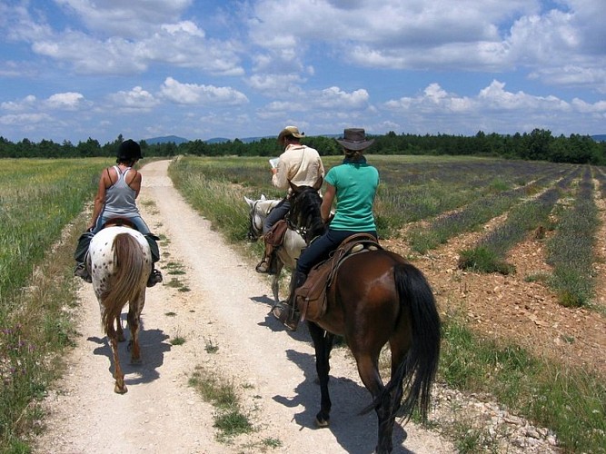 Sur le plateau, avec le Luberon au fond