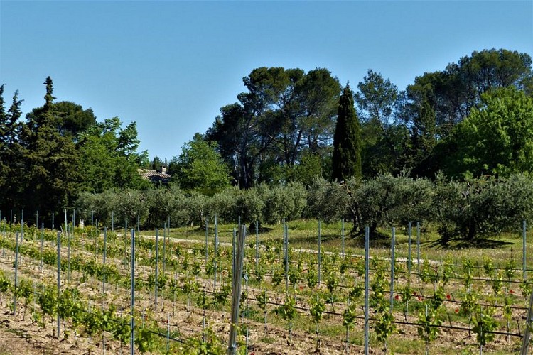 Entre vignes et oliviers