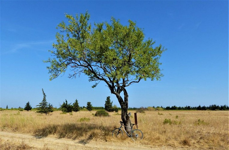 À l'ombre d'un amandier