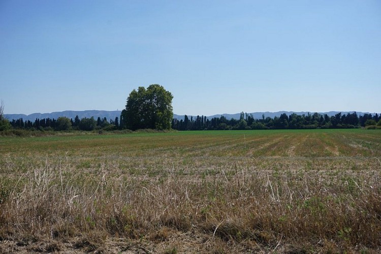 Vue sur le massif des Alpilles depuis la plaine agricole