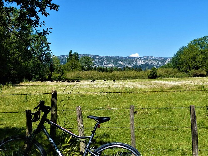 Manade au pied du Petit Luberon