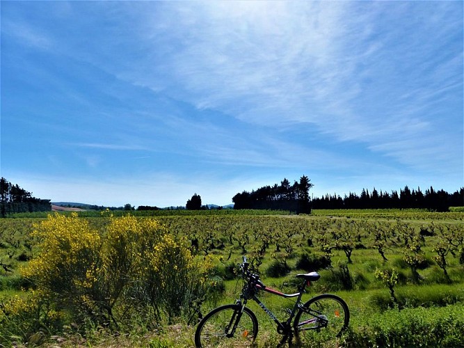 Petite pause au milieu des vignes