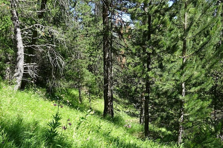 Station de Lys martagon sous mélézin