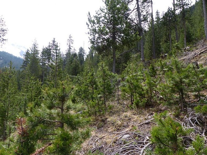 Zone de régénération de Pins à crochets