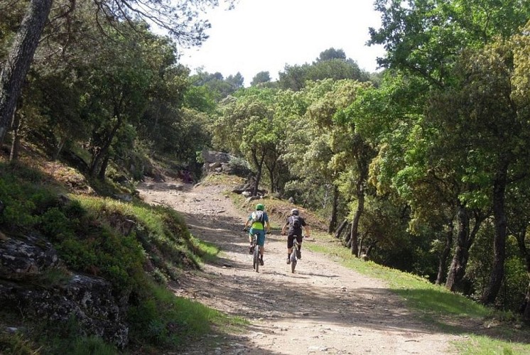 TARASCON – La forêt méditerranéenne à VTT