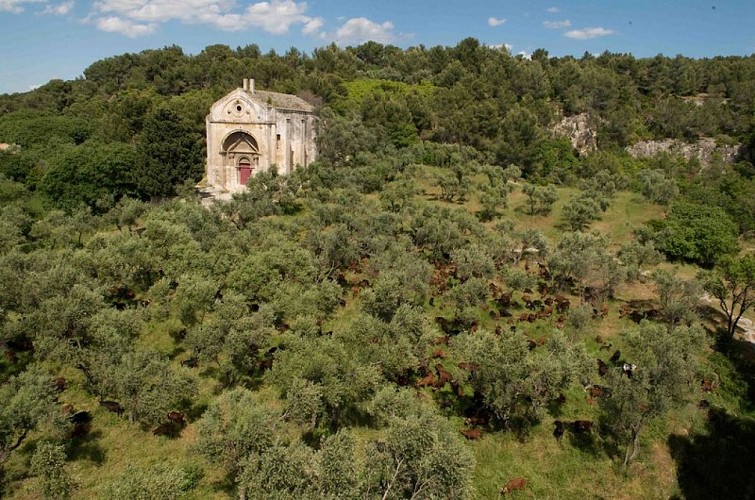 Troupeau de chèvres du Rove autour de Saint-Gabriel.