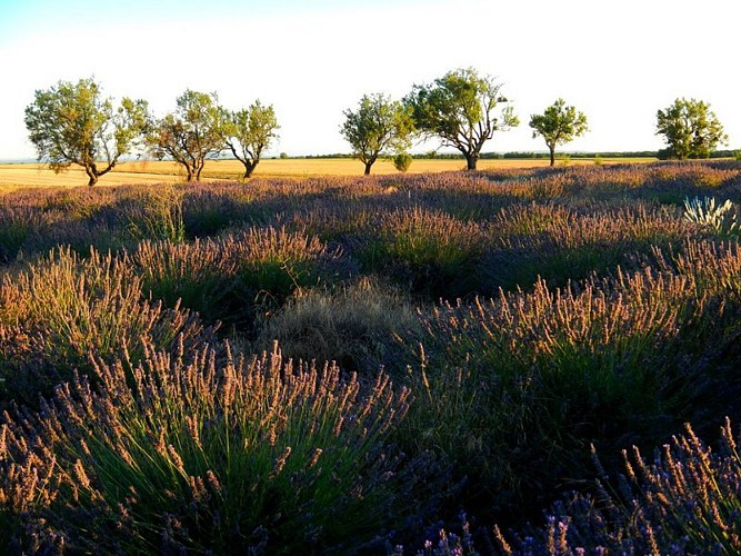 Entre lavandins et amandiers