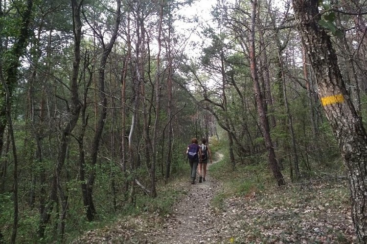 Sous-bois de l'ubac de Pradenques