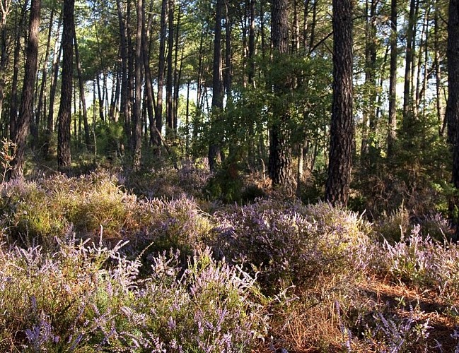 Callune et Pin maritime