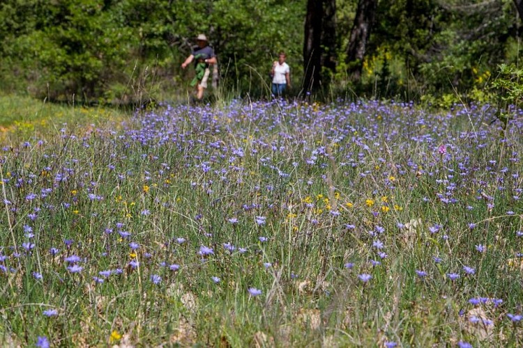 Colline de La Bruyère