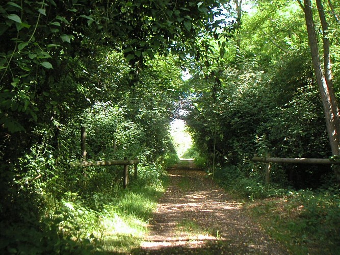 sentier foret