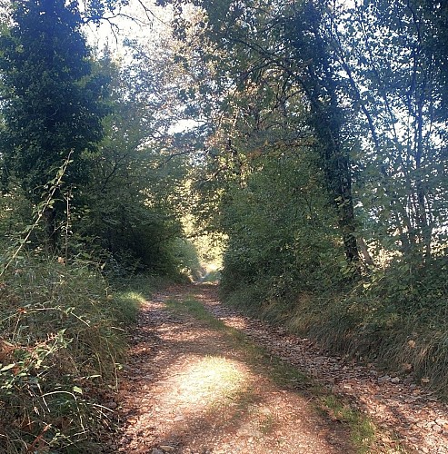 SAINT-RAPHAEL-Boucle du Quinqualou-Chemin