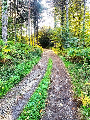 SALAGNAC-Etang de Born-Chemin