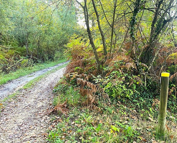 SALAGNAC-Etang de Born-Chemin 2