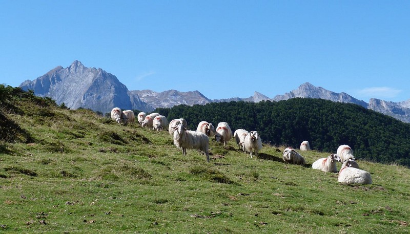 Troupeau au col de Bazès