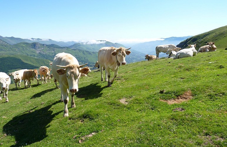 Troupeau au col du Soulor