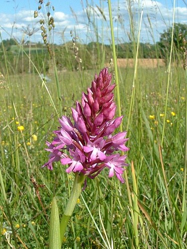 Orchis pyramidale 1