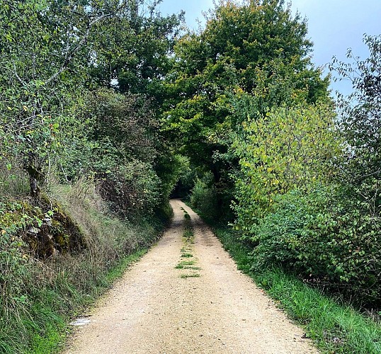BROUCHAUD-Boucle des fougères-Chemin