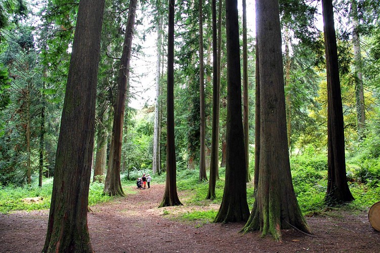 LA JONCHERE Arboretum SIT(3) © CBC-2