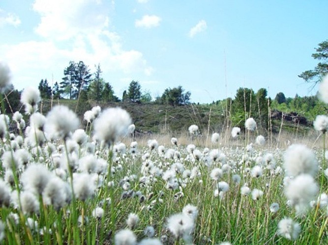 Chemin des kaoliniers