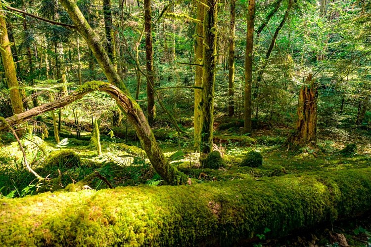 Forêt royale de Sainte-Croix-Volvestre