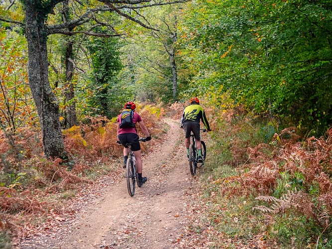 VTT sous bois