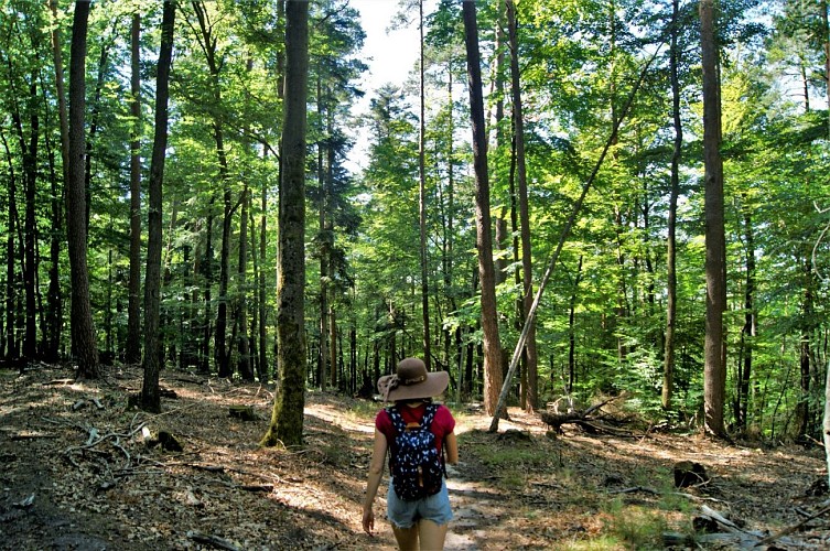botanischer und poetischer Wanderweg am Seelberg