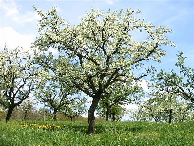 SPAZIERGANG DURCH ROZELIEURES