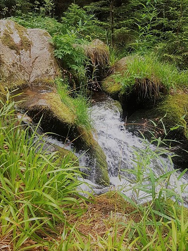 Circuit pédestre - Cascade du Rudlin - Gazon du Faing