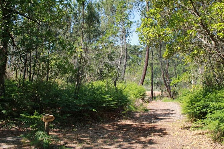 sentier-lagune-hournaou-biscarrosse