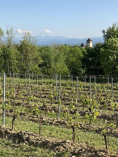 Hiking in Bugey : Le tour de Groslée_Groslée-Saint-Benoit