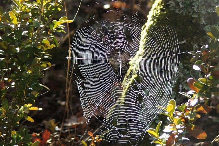 Toile d'araignée