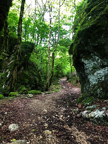 Parcours trail : montée du Grand Colombier depuis Munet