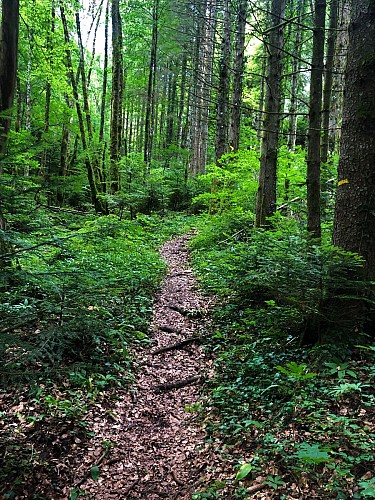 Parcours trail : montée du Grand Colombier depuis Munet