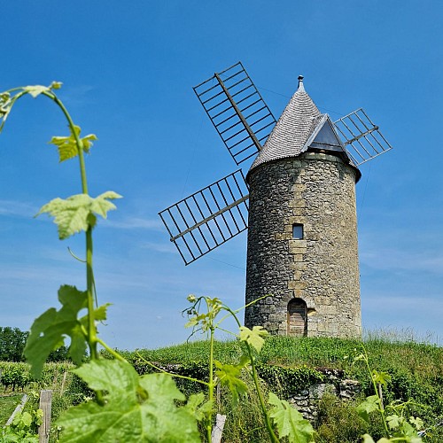 Saint-Aubin-de-Branne_©Office de Tourisme Castillon-Pujols_MS 2023 (16)