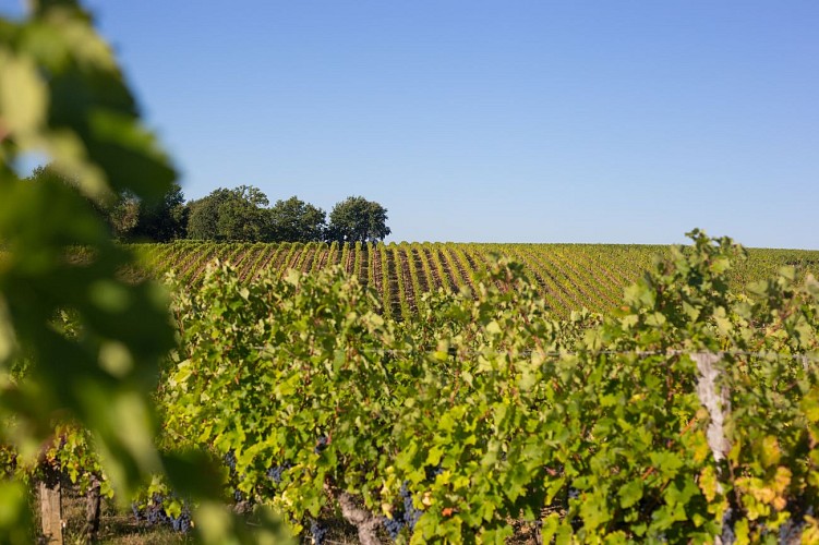 Vignoble de Blasimon_©David Remazeilles