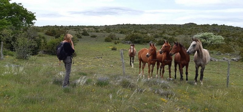 Chevaux sur la devèze
