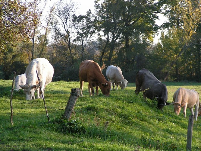 Vaches de Graziac