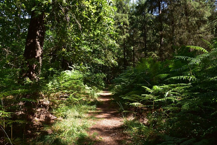 Forêt d'Aizenay