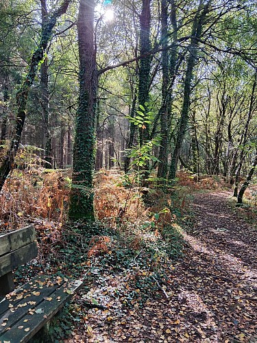Forêt d'Aizenay