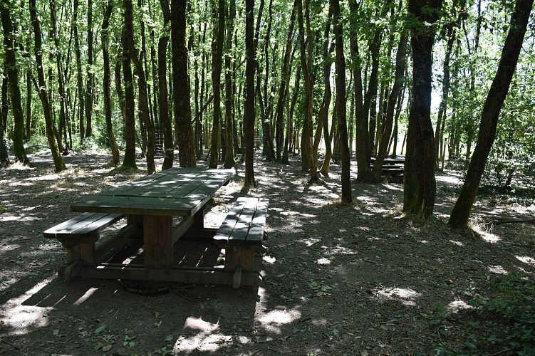 Table de pique-nique forêt