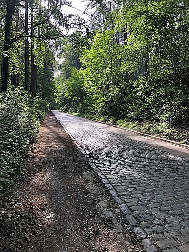 Les bois de l'Abbaye de Villers-la-Ville