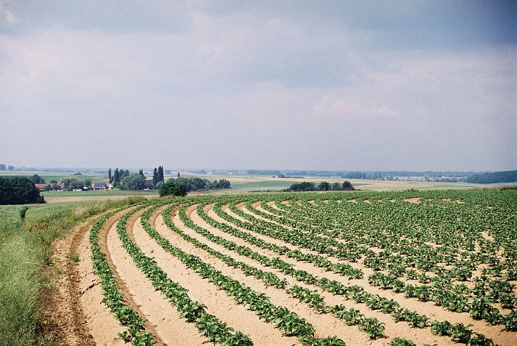 En balade en Hesbaye : Les crêtes (Ramillies)